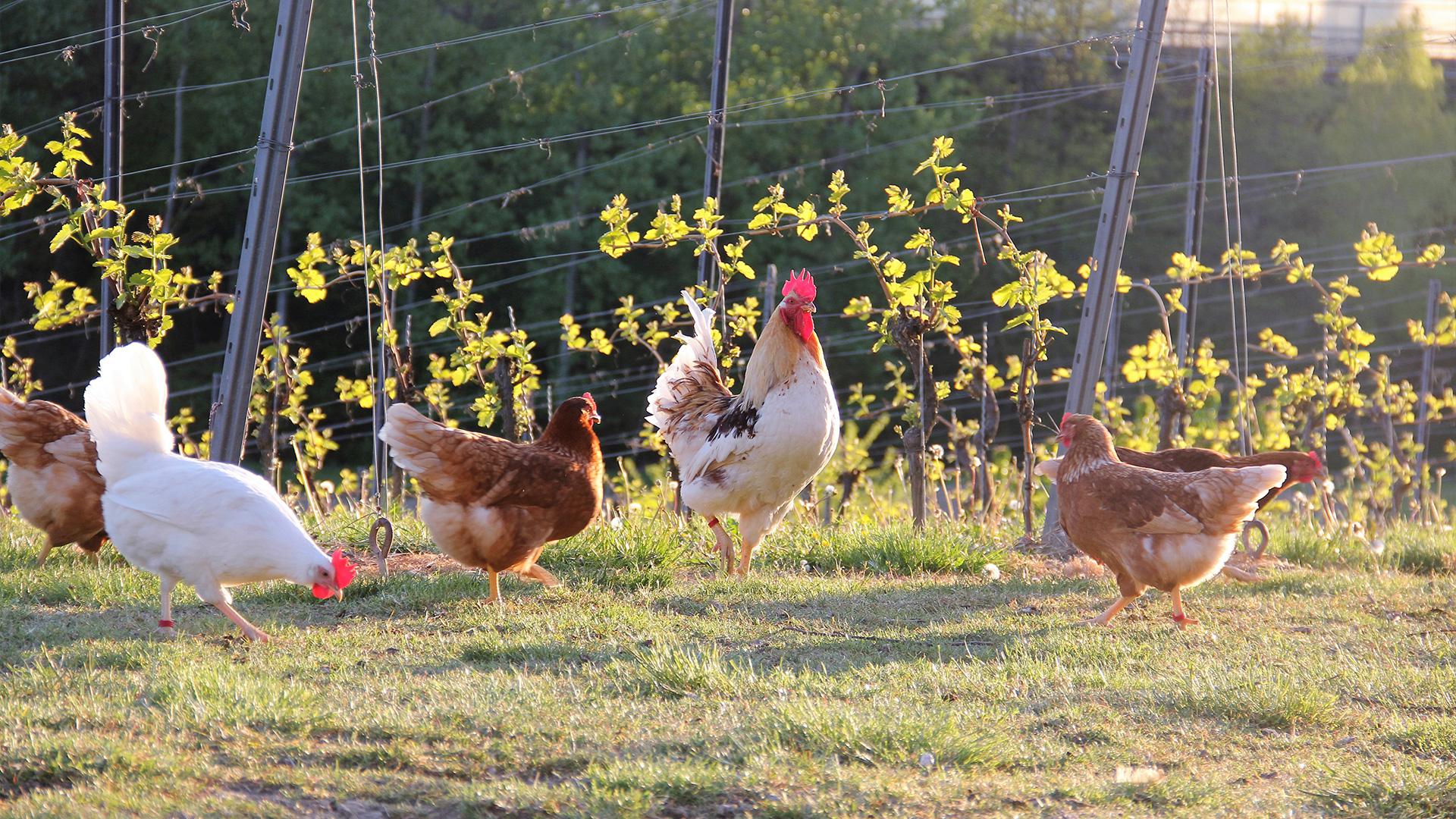 domaine_perrettes_poules