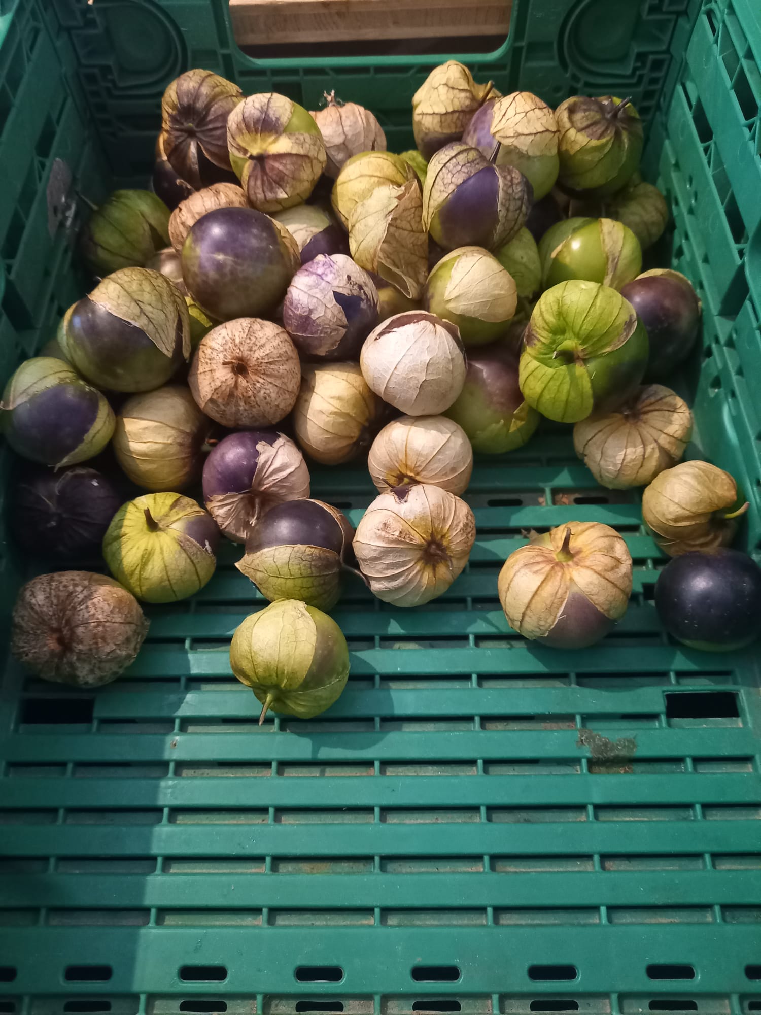 tomatillos