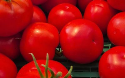 Tomates de juillet